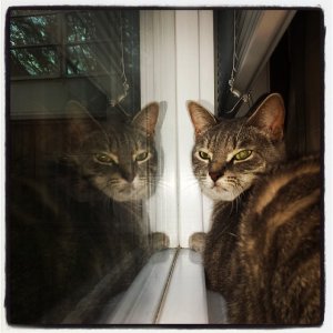 Kitty Reflection.jpg