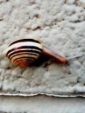 snail.jpg