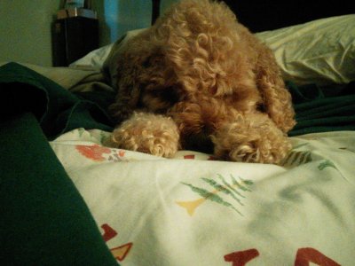cappysleeping.jpg
