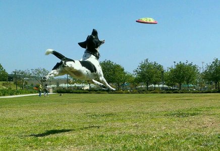 catching_flying_saucers.jpg