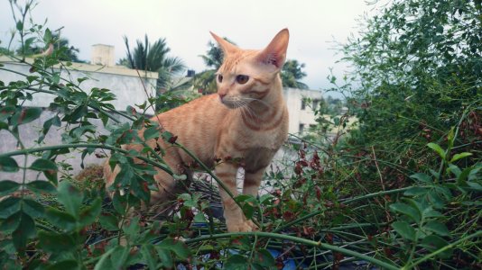 Meena pic.jpg