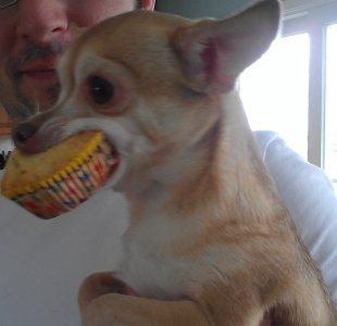Dog1.jpg