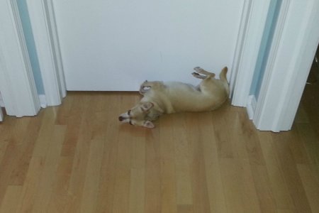 Dog2.jpg