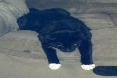 Onyx 1.JPG