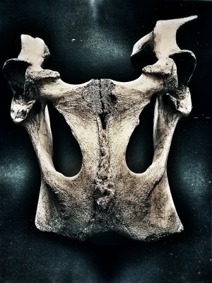 bones.jpg