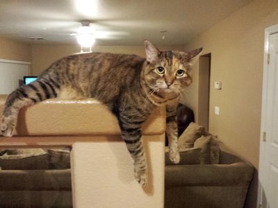 Cat_1697x1273.jpg
