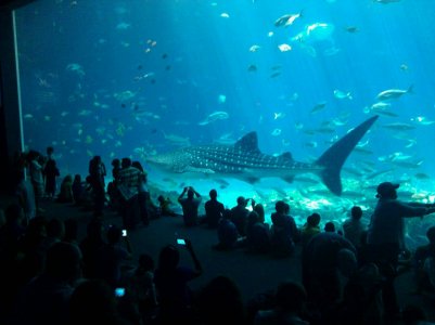 whaleshark.jpg