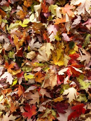 20131103_121058r.jpg