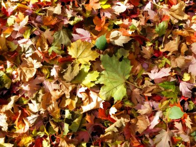 20131103_121036r-TS.jpg