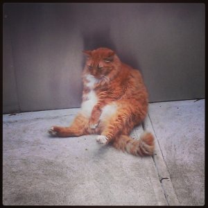 Surly Cat.jpg