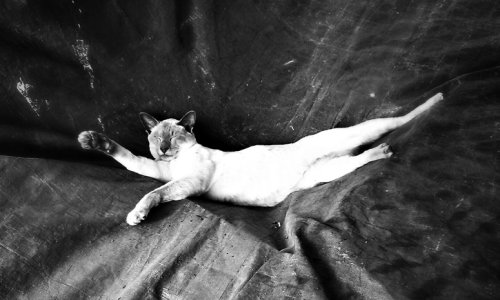 Paddy asleep2.jpg