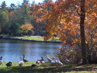 Cary NC 2.jpg