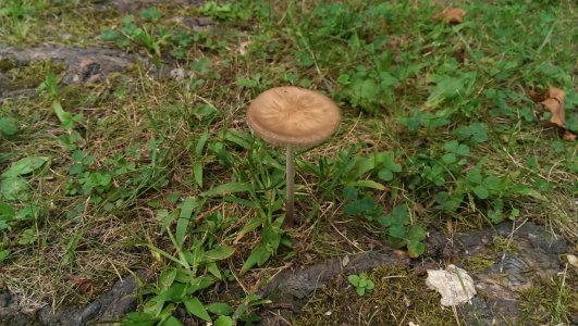 IMAG0085.jpg