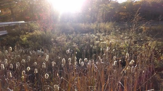 sunset_field.jpg