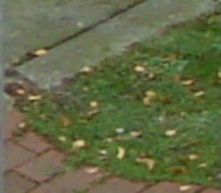 gras-digi.jpg