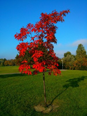Canadian Oak 2013-10-22.jpg