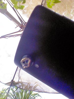 Nexus 5 with cat bell stuck to lens.jpg