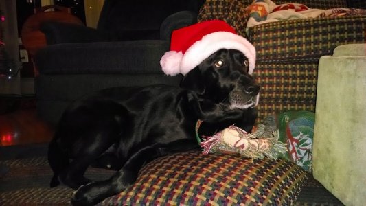 santa dog.jpg