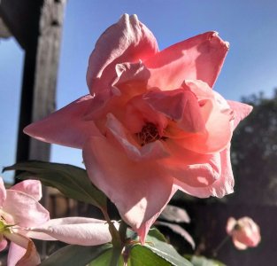 flower1.jpg
