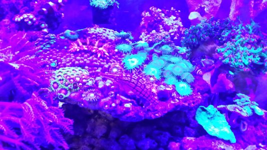 2013-11-13 75 gallon tank shot actinic light NOTE 3.jpg
