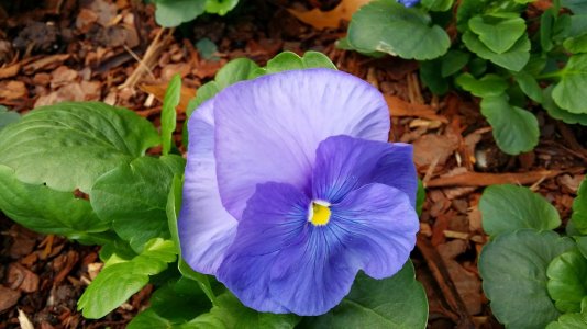 note 3 flower pic.jpg
