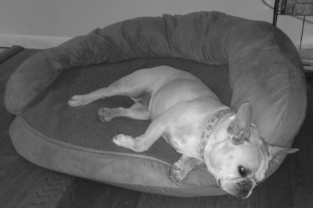 bw-dog.jpg