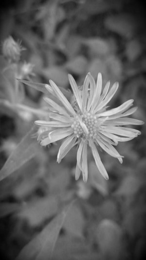 IMAG0088_BURST002.jpg