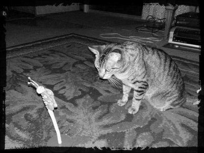 Boopster stare down.jpg