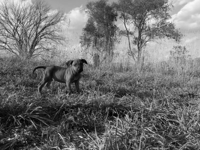 Rhody_BW_Pic.jpg