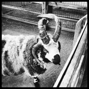 Queens Zoo Sensation 4g.jpg