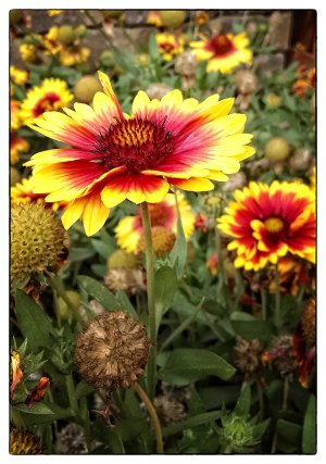sunday flower.jpg