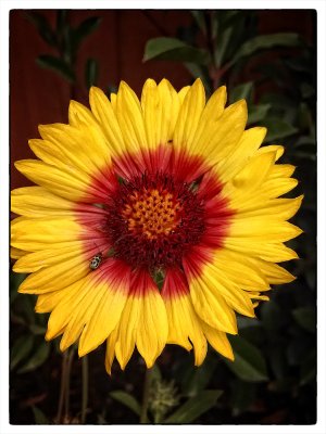 Sunday Flower 2.jpg