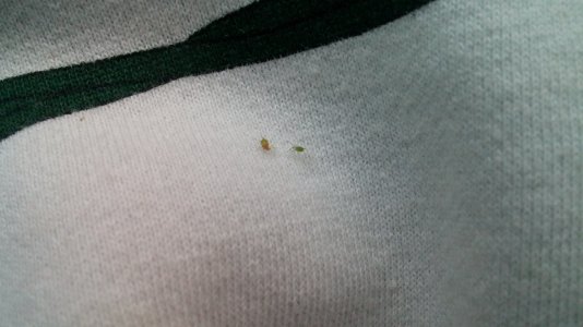 Aphids.jpg