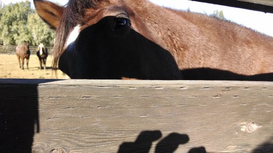horse eye.jpg