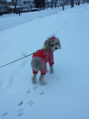 IMG_20131214_073627.jpg