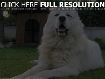 White-Caucasian-Ovcharka.jpg