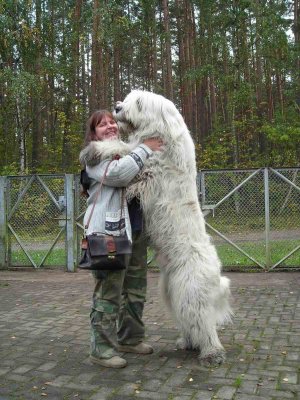 South-Russian-Ovcharka-Alex-Snow-Rose.jpg
