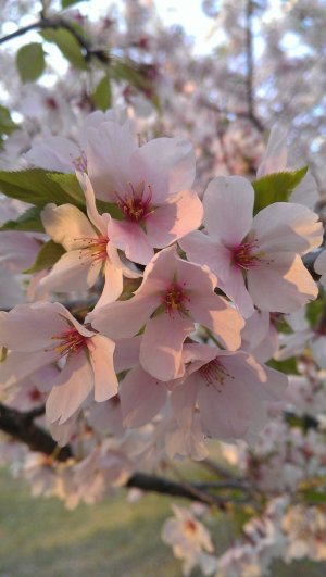 IMAG0060.jpg