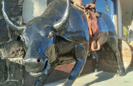 Metal_Bull .jpg
