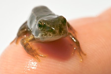 frog1.jpg
