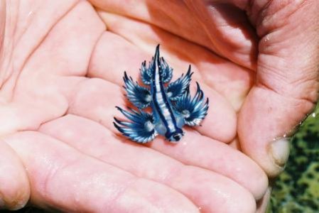 blue angel.jpg