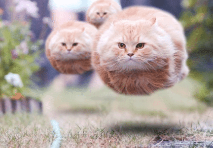 flying_cat_balls.gif