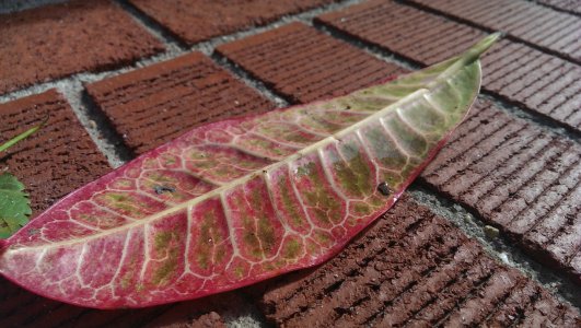 Leaf.jpg