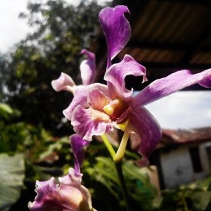 orchid.jpg