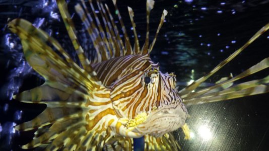 lion fish.jpg