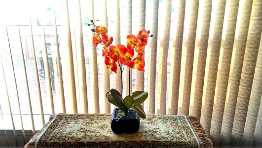 IMAG0589_1.jpg