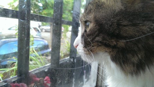 poppy window.jpg
