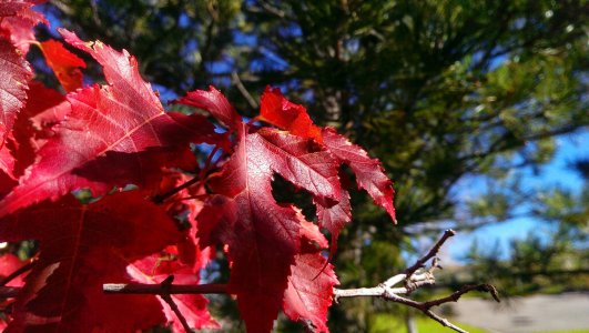 leaf Denver oct 6 2013 .jpg