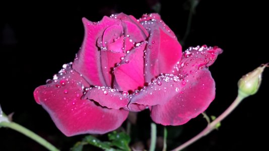 Rose with dewdrops_Close up_Auto with Flash.jpg