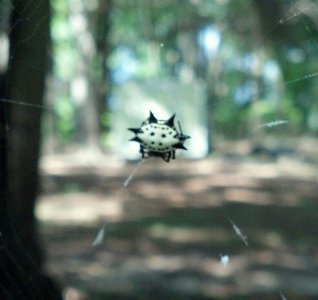 Smiley Spider.jpg